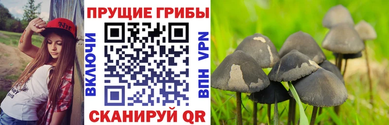 Галлюциногенные грибы Magic Shrooms  Касимов 